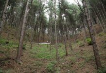 숲의 밀도조절 효과, 생물다양성 증진으로 이어져