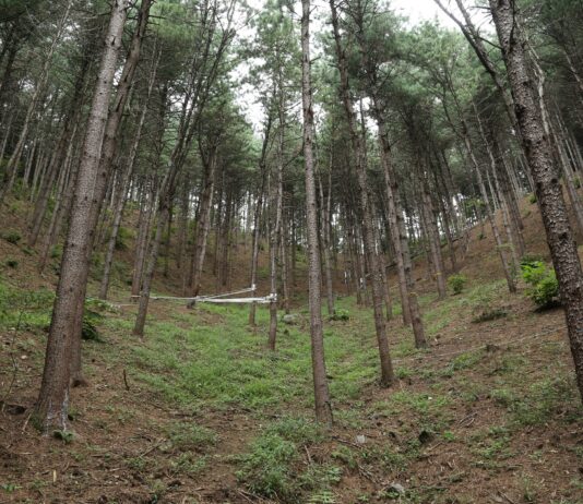 숲의 밀도조절 효과, 생물다양성 증진으로 이어져