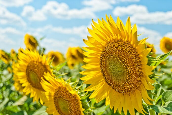 Photo by Aleksandr Eremin yellow sunflowers during daytime