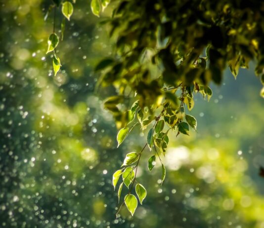 일상 속 ‘웰니스 문화’ 확산…작은 습관이 건강을 바꾼다 selective focus photo of green vine