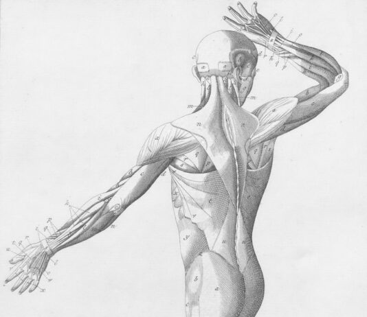 “근육, 일상 속에서 건강 지키는 힘…작은 변화로 큰 효과” Human musculature from behind