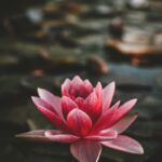 내 마음을 돌보는 작은 습관, 정신건강 지키는 생활의 변화 pink and white lotus flower