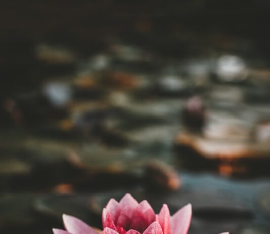 내 마음을 돌보는 작은 습관, 정신건강 지키는 생활의 변화 pink and white lotus flower
