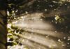 만성피로, 일상적 피로와 달라… ‘마이크로 휴식’ 등 건강한 루틴이 대안 sun rays coming through trees