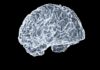 뇌 건강, 일상 속 작은 습관에서 시작된다… 젊은 뇌를 지키는 최신 트렌드 a close up of a human brain on a black background