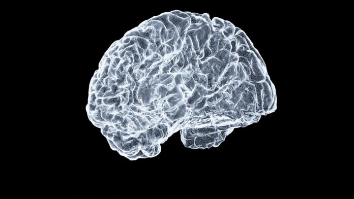 Photo by Shawn Day a close up of a human brain on a black background